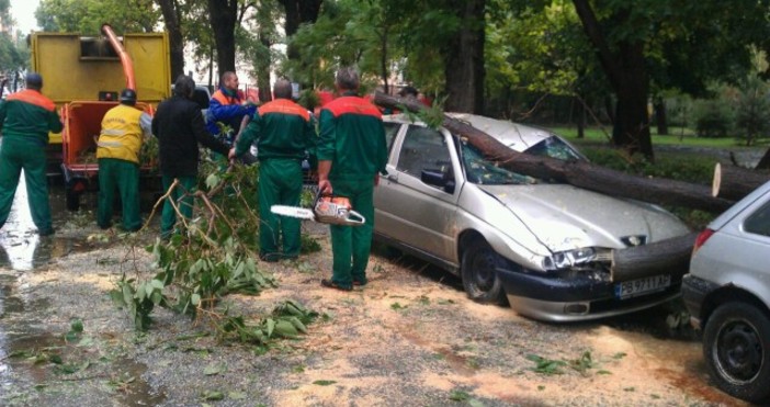 Снимка Емил Кацаров   Аз репортерът Дърво падна върху две паркирани коли в центъра