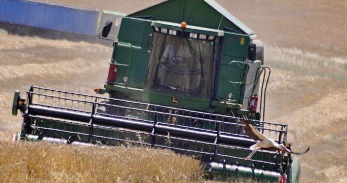 Полицията в Балчик разследва поредна кражба на фуражно зърно от