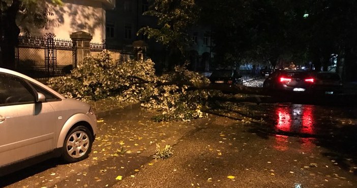 Дърво е паднало на метри от Икономическия университет във Варна