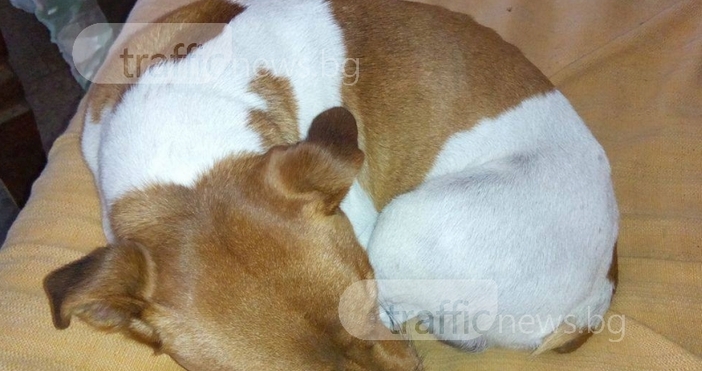 Снимка trafficnews.bgРанено куче успя да се върне при своя собственик след