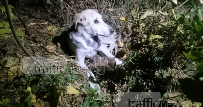 Снимка trafficnews bgВ събота вечерта пловдивчанка намери кученце захвърлено в храстите до