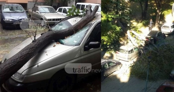 Снимка TrafficNews bgДърво премаза кола премазана от дърво преди три седмици Абсурдната