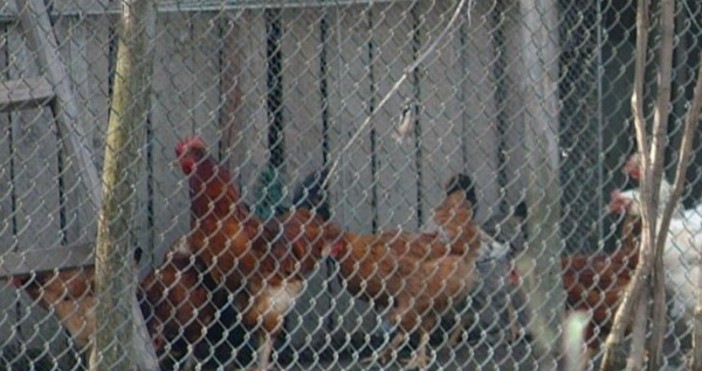 Огнище на птичи грип е открито в сливенското село Глушник