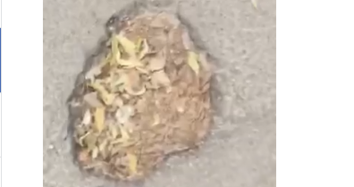 Видео Васил КарабоевНаш читател се свърза с нас за да