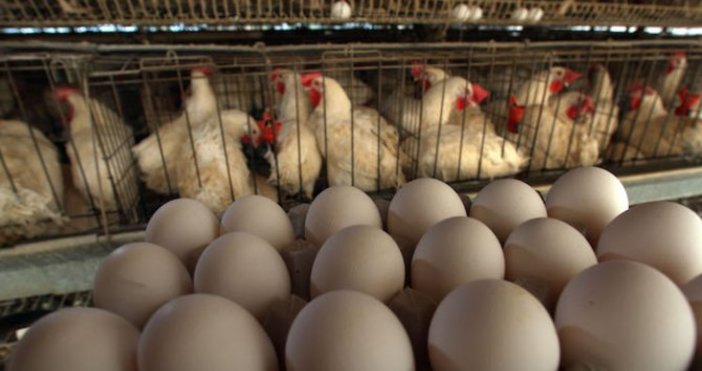 Снимка БулфотоЯйцата поскъпнаха преди Коледа и Нова година Причината според