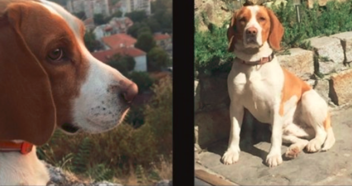 Снимка trafficnews.bgДве кучета са отровени в Стария град в Пловдив в