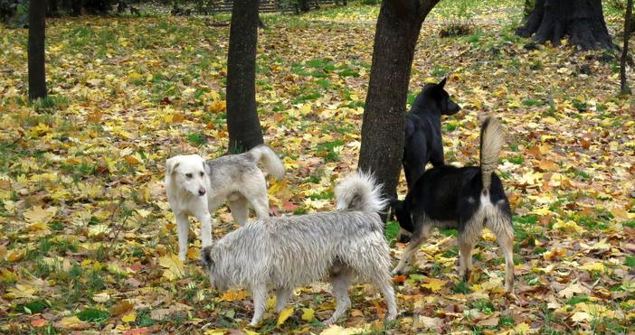 Глутници бездомни кучета стряскат малки и големи в приморския парк