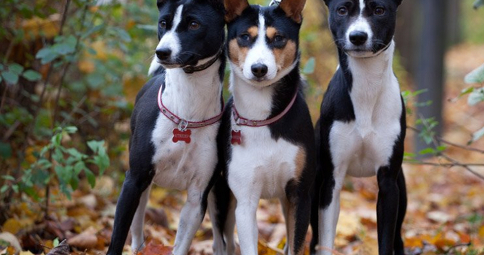 Родиха се първите в България чистопородни кученца Басенджи Тяхната рождена