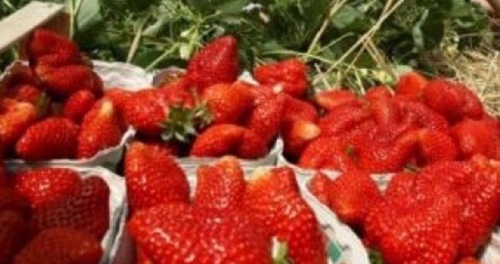 Испански производители на ягоди от провинция Уелва чрез EURES мрежата