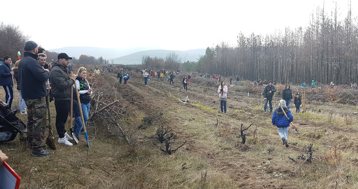 Снимка: bnr.bg/varnaБлизо 500 доброволци се включват в саденето на жълъди