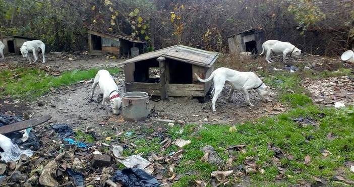 Снимки Анимал хоуп ВарнаНелегален развъдник за ловджийски кучета бе разбит
