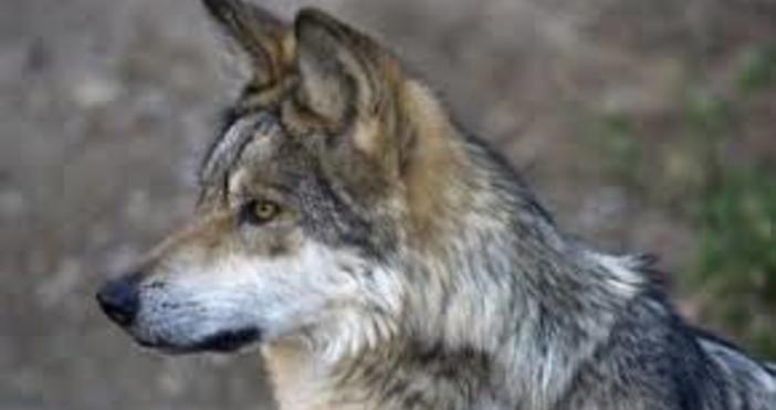 Снимка БулфотоГлутница вълци нападна кошара с 450 овце и 100