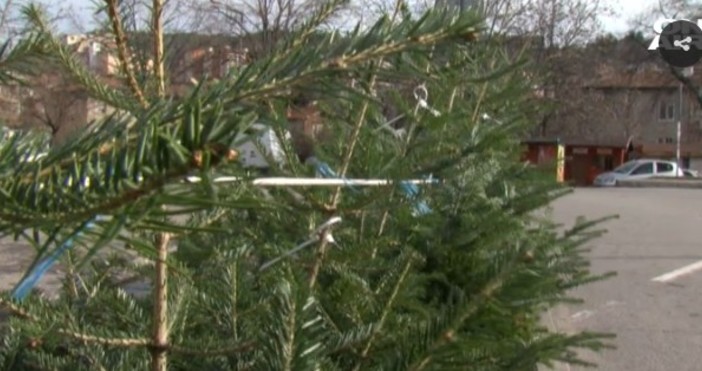 Засилени проверки за незаконна сеч на коледни дръвчета започват в