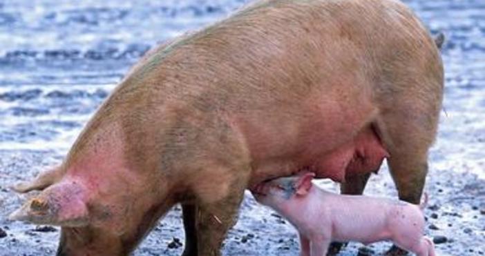 Правителството одобри отпускането на допълнителни 5 млн лв по бюджета