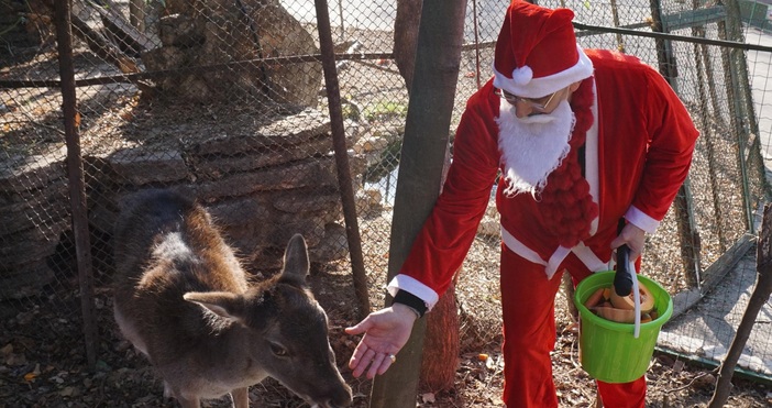 Снимки: БулфотоДядо Коледа раздаде подаръци на животните във Варненския зоопарк,