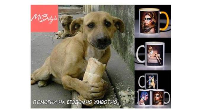 Фондация Осинови българско куче вече получи транш от 840 лева