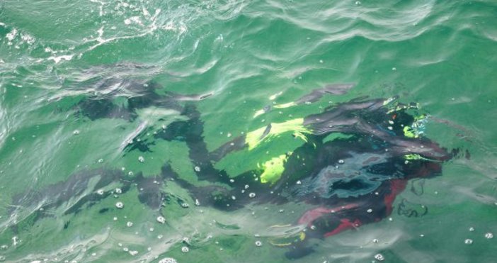 Потънали кораби край Констанца Мангалия и Тюленово изкуствени рифове уникалната