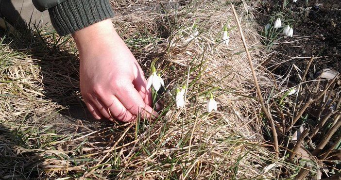 В Силистра цъфнаха първите кокичета Други години продавачи на предвестниците