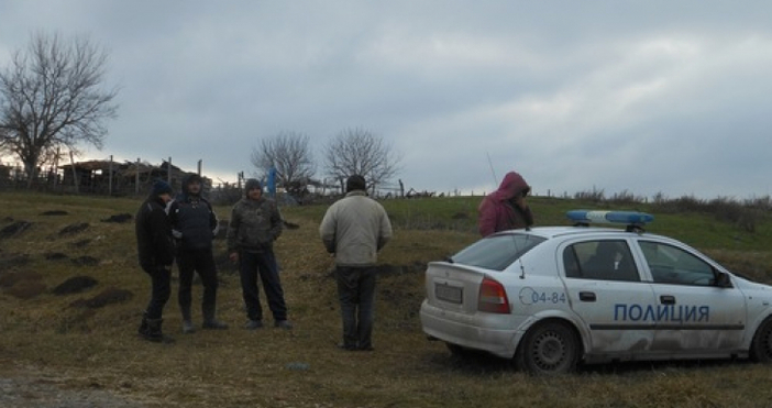 Снимка БНРГлутница бездомни кучета унищожи стадо с овце в село