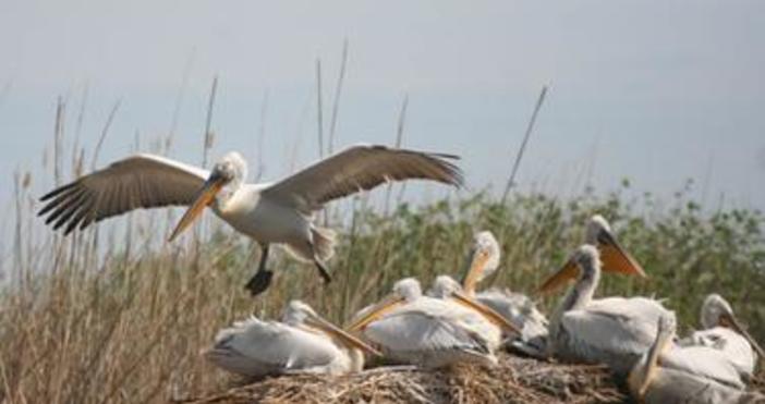 Първите пеликани вече пристигнаха в биосферен парк Сребърна повече от