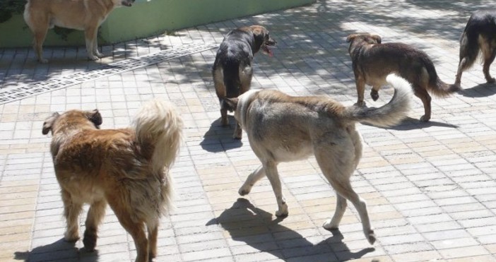 Снимка БулфотоСобствениците на домашни кучета в бургаския кв Сарафово вече не