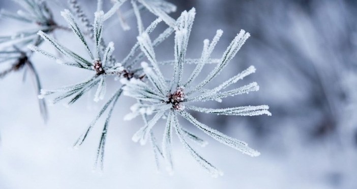 На 3 февруари се чества паметта на свети Симеон Богоприимец и на света