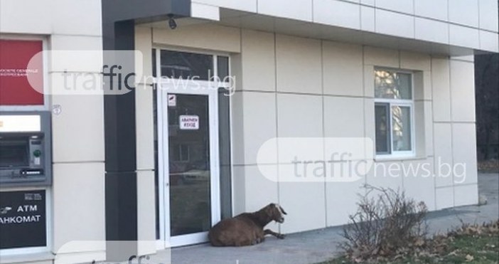Снимка trafficnews bgМоже да е Година на кучето но в Пловдив освен