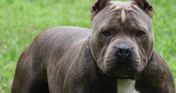 Снимка БулфотоВъв Варна има регистрирани 116 домашни кучета от породата питбул