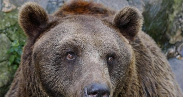 Мъжките мечки в Смолянско будуват заради топлото време и ядат