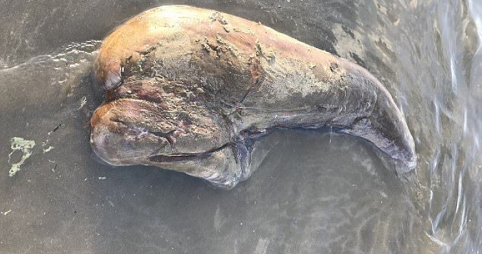 47 годишната Шери Симънс е открила непознато същество на брега