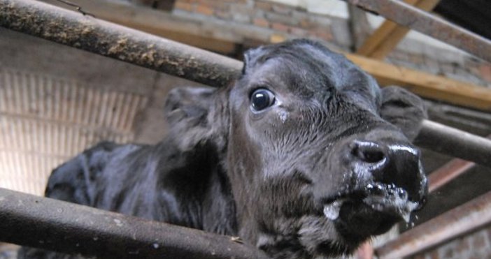 Снимка Булфото архивСъмнения за антракс в село Надарево област Търговище