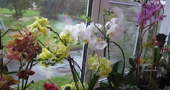 Орхидеята – невероятно красиво тропическо растение което намери своето място и