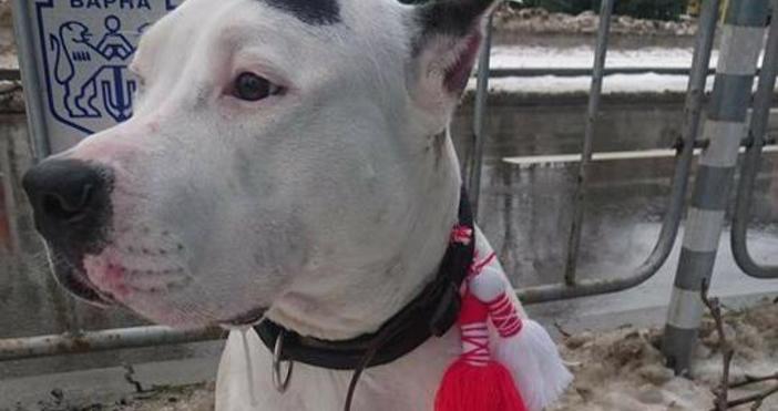 Собствениците на изгубеното и премръзнало куче намерено в района на
