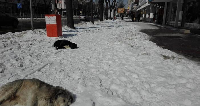 Две улични кучета във Варна решиха да подремнат насред преспите