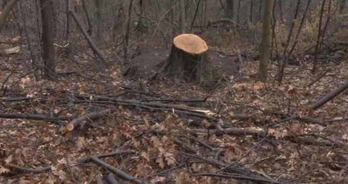 Снимка btv527 дървета бяха вандалски отсечени в столичната Борисова градина