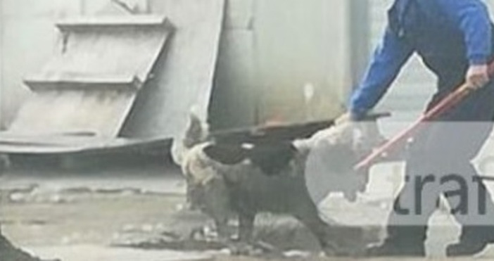 Снимка TrafficNews bg Мъжът с метален прът  за който сигнализираха че бие бездомни кучета
