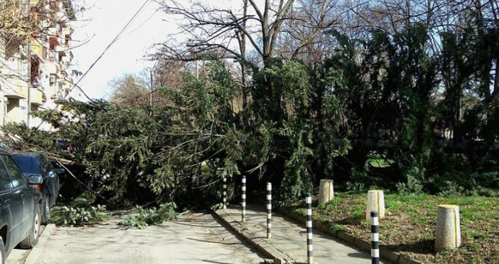 Снимки Dariknews.bgДърво падна в столичния парк Заимов в събота следобед, съобщи