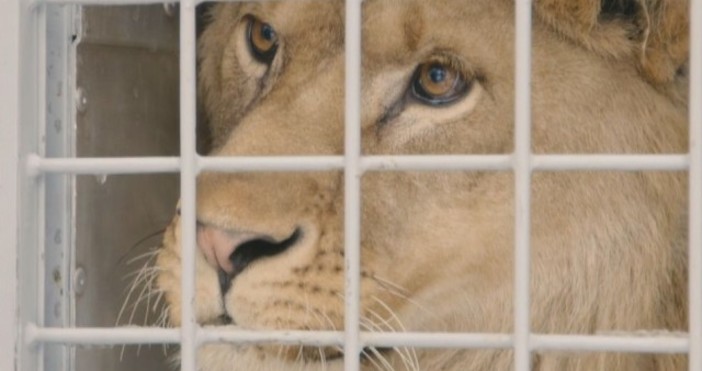 И лъвът Асен който беше спасен от зоопарка в Разград замина