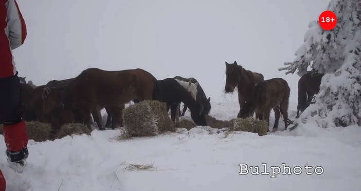 Десетки коне бедстват и умират на поляните под връх Руен
