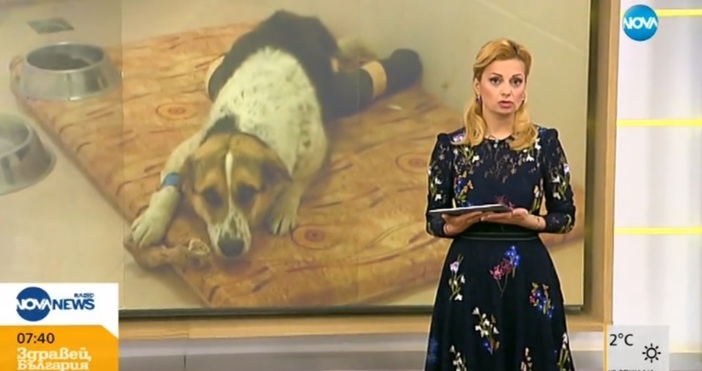 Кучето с отрязани лапи което беше намерено в Централните гробища