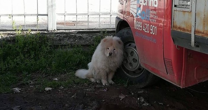 Търси се стопанинът на вероятно изгубено куче в Пловдив научи