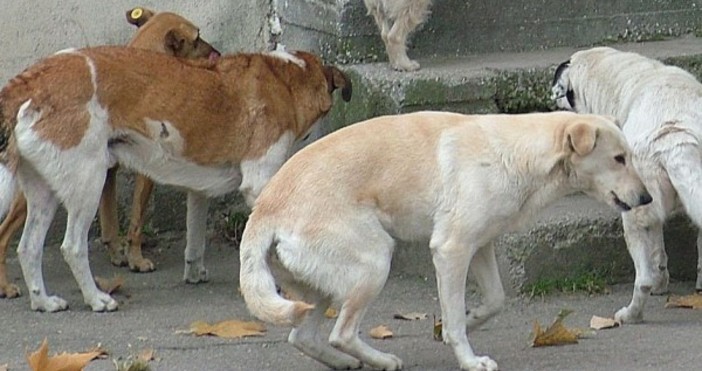 Снимка: Булфото, архивМножество мъртви кучета са намерени в жилищен двор