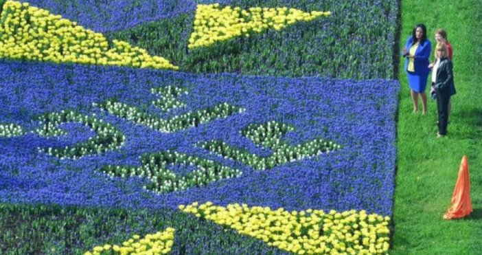 Снимки Олег Попов Dnes bgЦветна мозайка от 38 хиляди холандски