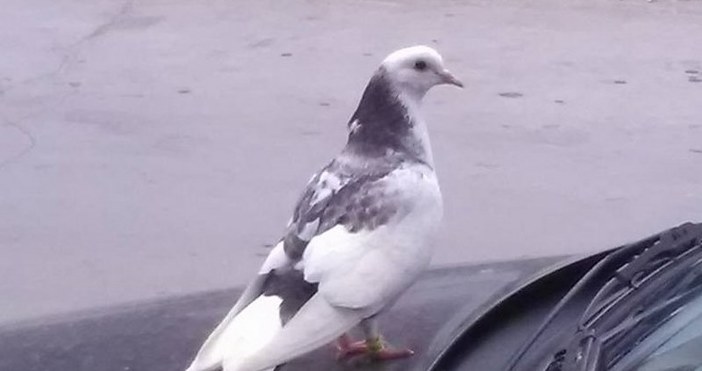 Снимки Нова ВарнаКрасива почти бяла гълъбица привлече вниманието на жителите