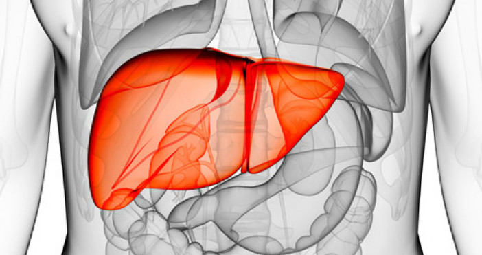 Основната функция на черния дроб е да пречисти тялото от