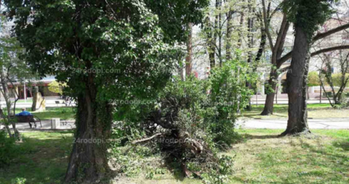 Снимка: 24rodopi.comИзгнило дърво се сгромоляса до пейки в градската градина