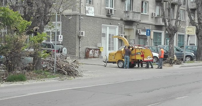 Усилена резитба на клони тече по бул. Приморски във Варна.