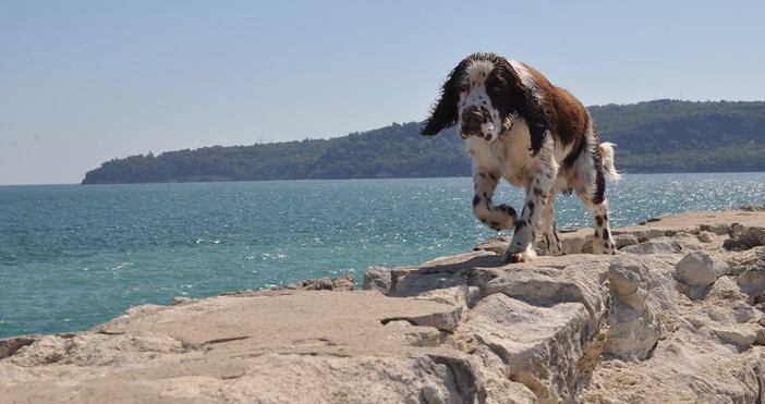 снимка Петел Собствениците на ловни кучета във Варна вече ще плащат