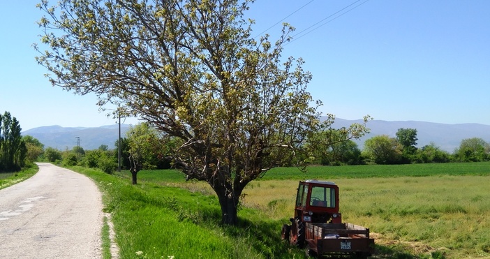 снимки: Виждан Ахмед Пролетта разкрасява България и един дори наглед обикновен селски