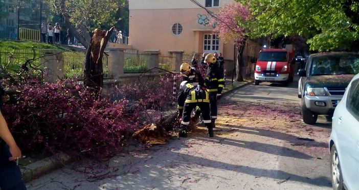 Снимки ПетелДърво рухна върху кола пред Основно училище Васил Априлов